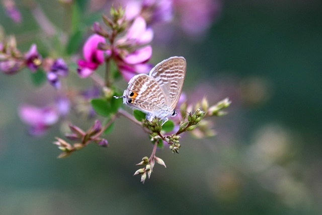 萩 と 昆虫 （ チョウ他 編 ）_b0363649_21123441.jpg