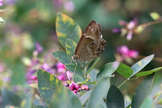 萩 と 昆虫 （ チョウ他 編 ）_b0363649_21165014.jpg