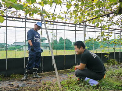 熊本ぶどう　社方園　お礼肥え（元肥）と鹿本農業高校から実習生が来ました(2017)!!その2_a0254656_18165669.jpg