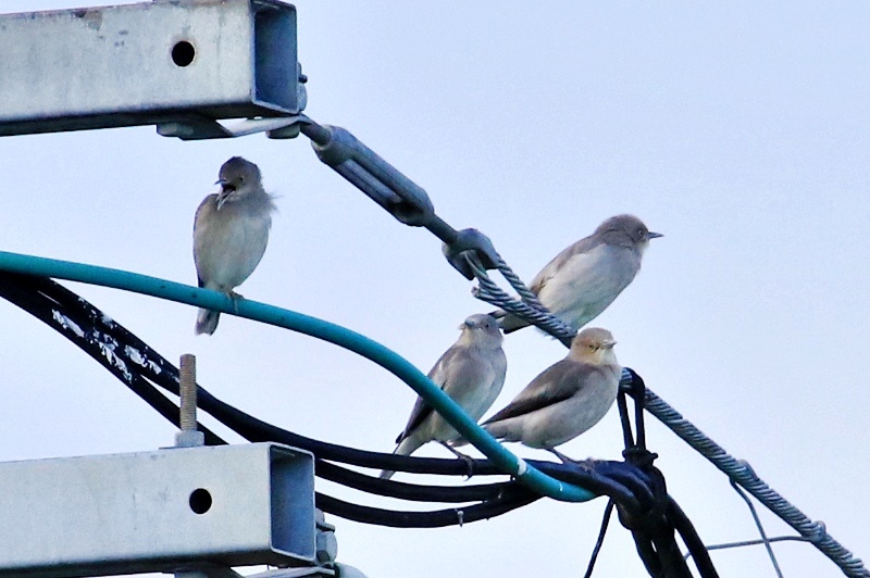 珍しい鳥さんに出会えた日～カラムクドリ・２～♪_a0167759_11354570.jpg