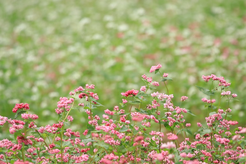 赤蕎麦の花・３♪_a0167759_16571356.jpg