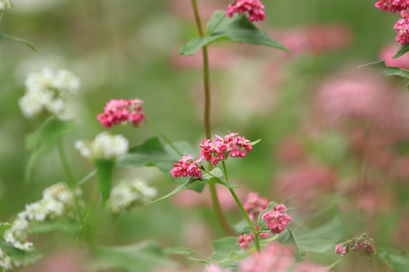 赤蕎麦の花・３♪_a0167759_16584912.jpg