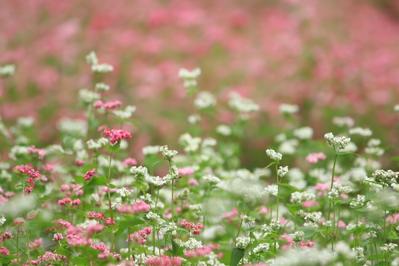 赤蕎麦の花・３♪_a0167759_16594079.jpg