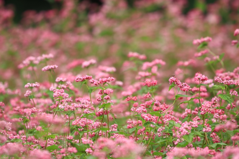 赤蕎麦の花・３♪_a0167759_1704373.jpg