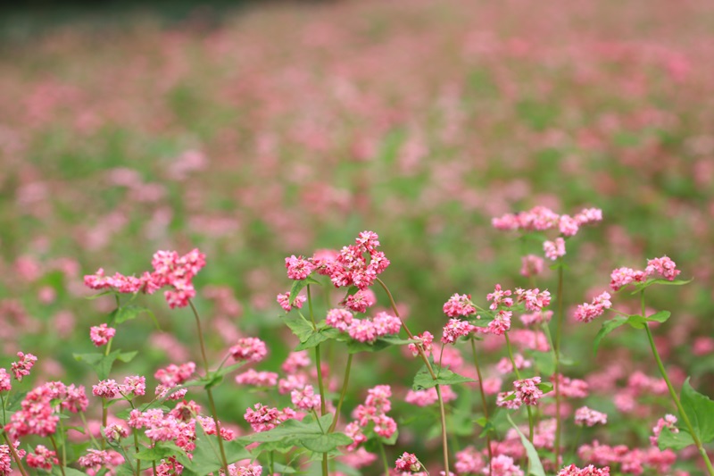 赤蕎麦の花・３♪_a0167759_172728.jpg