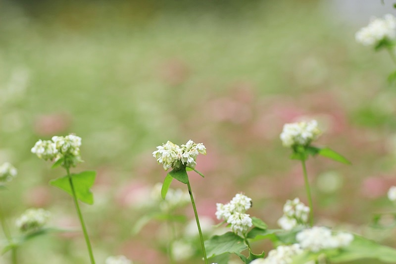 赤蕎麦の花・３♪_a0167759_17284733.jpg