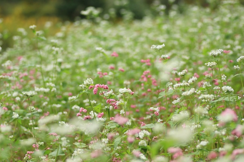 赤蕎麦の花・３♪_a0167759_17304091.jpg