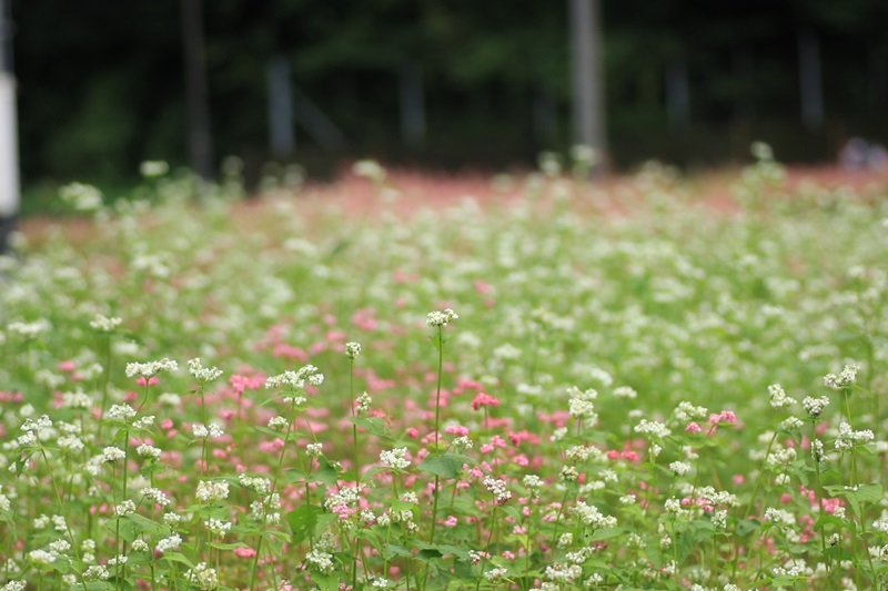 赤蕎麦の花・３♪_a0167759_17321996.jpg