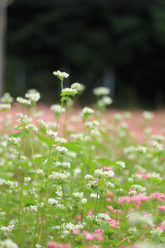 赤蕎麦の花・３♪_a0167759_1733031.jpg