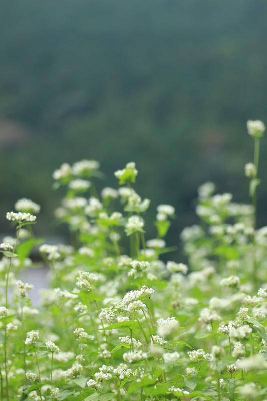 赤蕎麦の花・３♪_a0167759_17334392.jpg