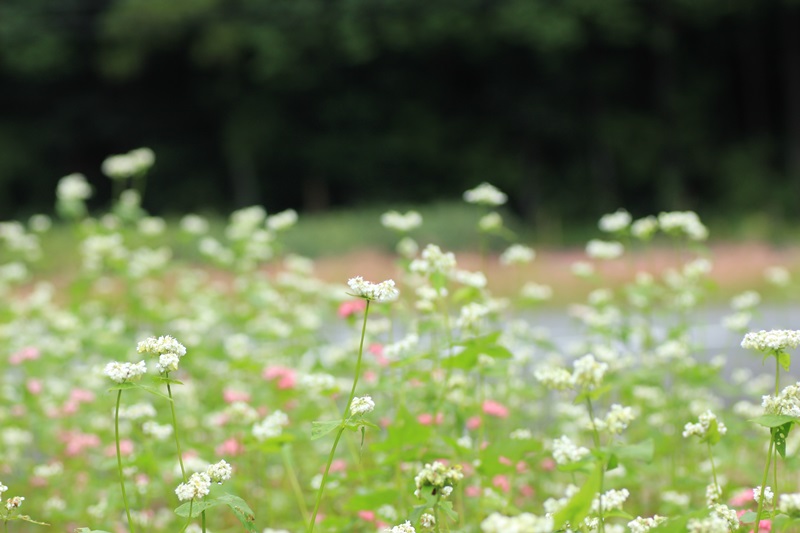 赤蕎麦の花・３♪_a0167759_1734093.jpg