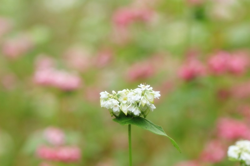 赤蕎麦の花・３♪_a0167759_17355866.jpg