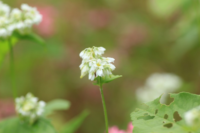 赤蕎麦の花・３♪_a0167759_17373298.jpg