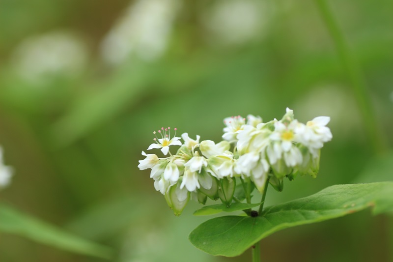 赤蕎麦の花・３♪_a0167759_17374199.jpg