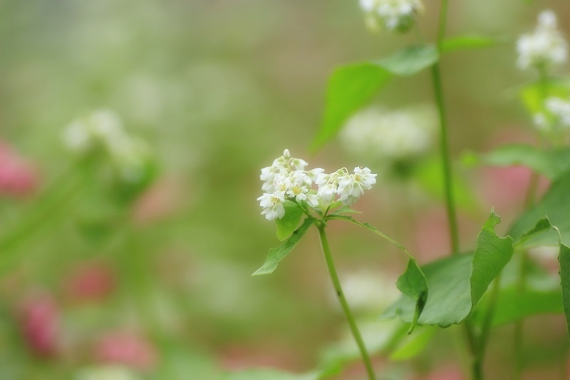 赤蕎麦の花・３♪_a0167759_173866.jpg