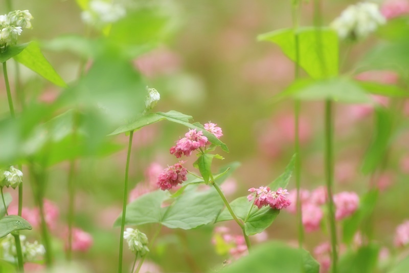 赤蕎麦の花・３♪_a0167759_1739460.jpg