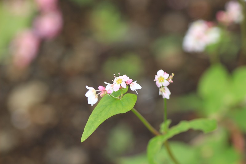 赤蕎麦の花・３♪_a0167759_1739533.jpg