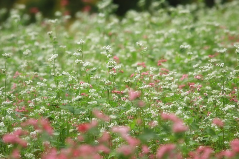 赤蕎麦の花・３♪_a0167759_17421928.jpg