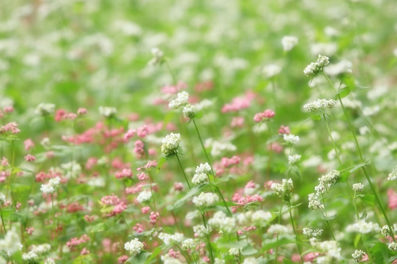 赤蕎麦の花・３♪_a0167759_1744883.jpg