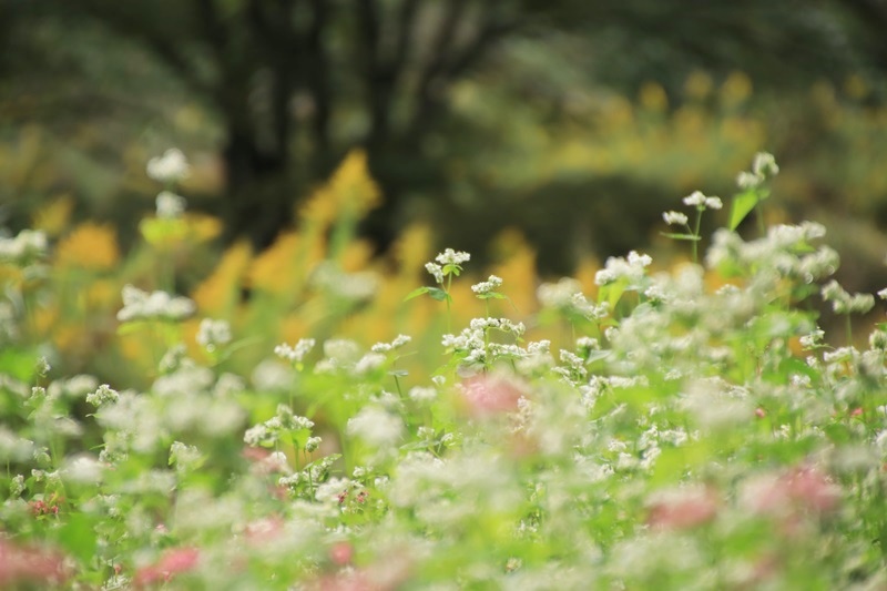 赤蕎麦の花・３♪_a0167759_175541.jpg