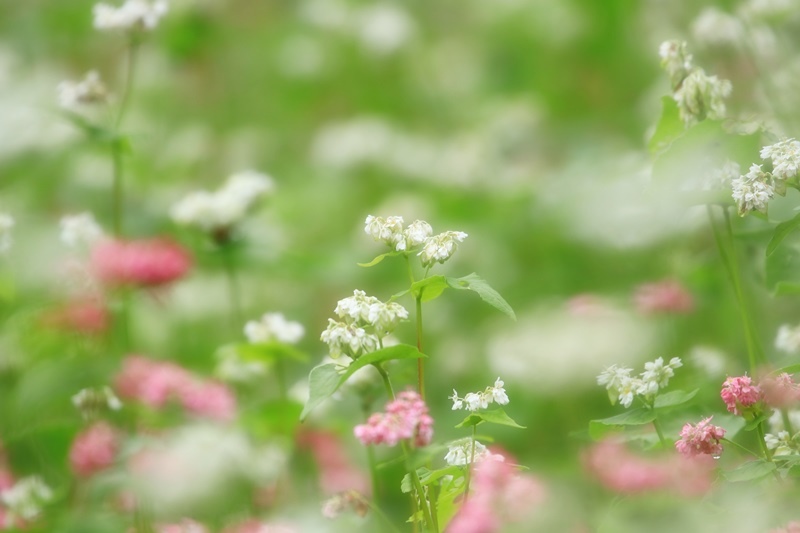 赤蕎麦の花・３♪_a0167759_2244146.jpg