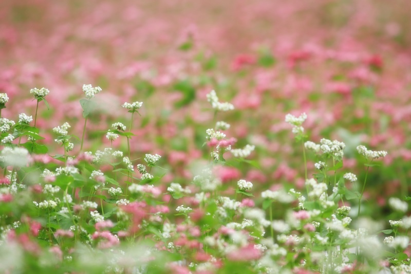 赤蕎麦の花・３♪_a0167759_22462630.jpg