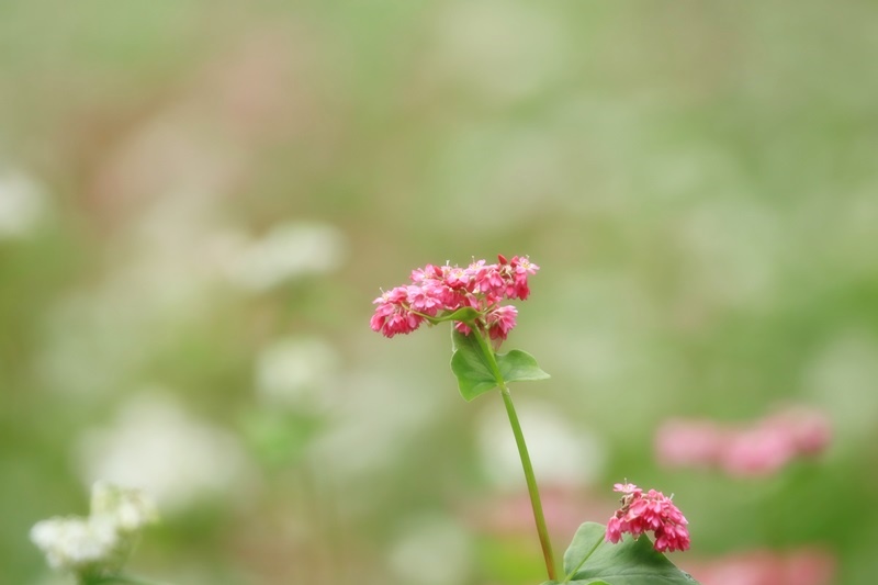 赤蕎麦の花・３♪_a0167759_2256122.jpg