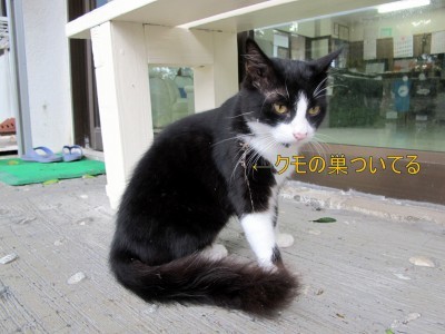 10月22日 ダイビング欠航4日目_d0113459_09155210.jpg
