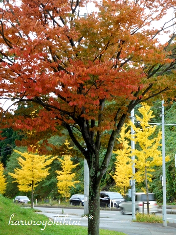 d0337265_2051559.jpg