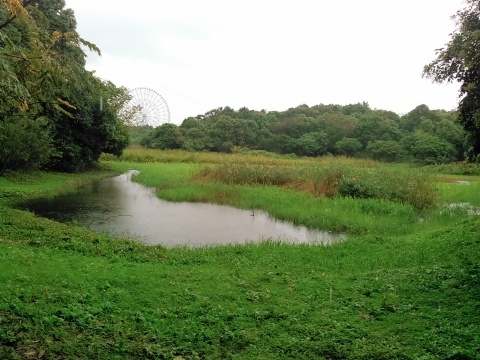 ★先週末の鳥類園(2017.10.21~22)_e0046474_11355380.jpg