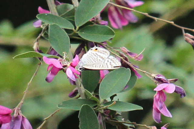 9月の花鳥_b0116883_20233195.jpg