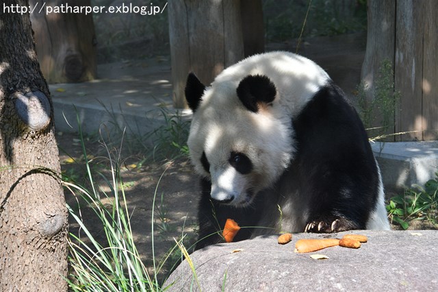 ２０１７年１０月　王子動物園　その１_a0052986_22541228.jpg