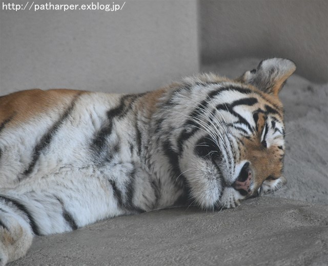 ２０１７年１０月　王子動物園　その１_a0052986_23224158.jpg