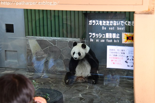 ２０１７年１０月　王子動物園　その１_a0052986_23282512.jpg