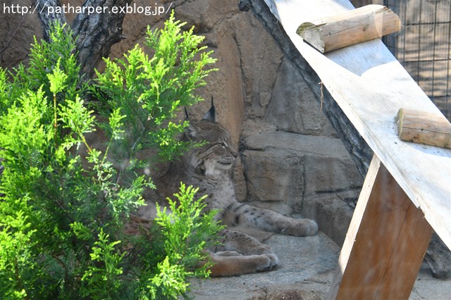 ２０１７年１０月　王子動物園　その１_a0052986_23301774.jpg