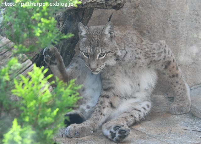 ２０１７年１０月　王子動物園　その１_a0052986_23311978.jpg