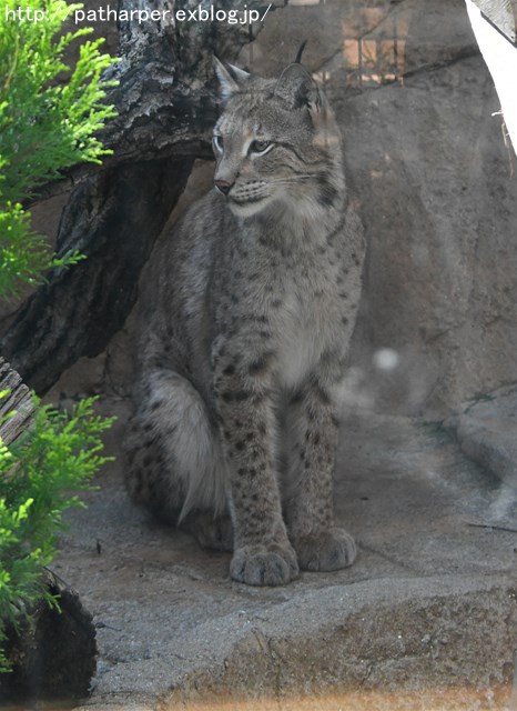 ２０１７年１０月　王子動物園　その１_a0052986_23314372.jpg