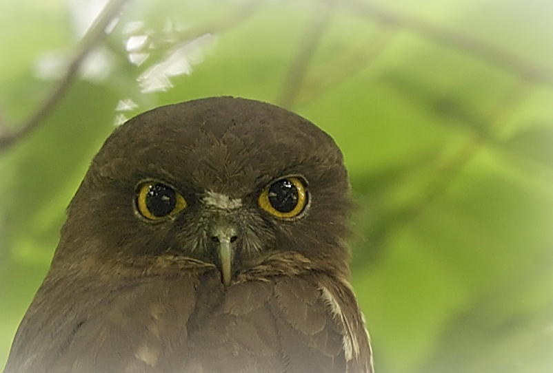 第13回秋ヶ瀬野鳥クラブ写真展＿再告知です_d0164892_20191161.jpg