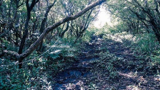 e0176993_07273190.jpg