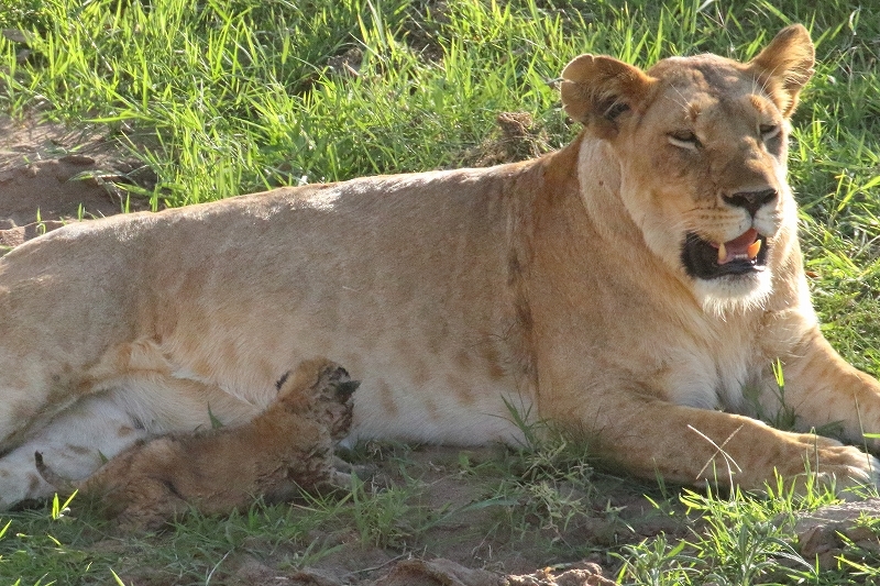 サバンナの動物たち その４ 生後３日目か４日目のライオンの赤ちゃん 旅プラスの日記
