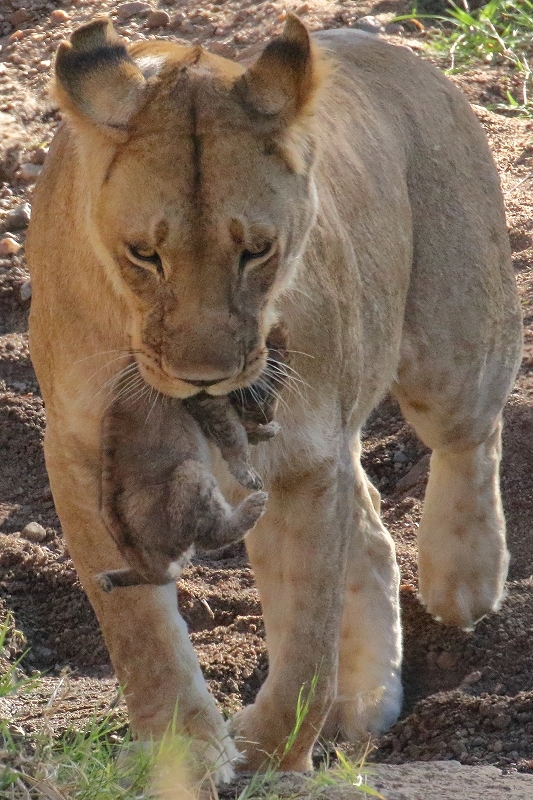 サバンナの動物たち その4 生後3日目か4日目のライオンの赤ちゃん 旅プラスの日記 サバンナの動物たち その4 生後3日目か4日目のライオンの赤ちゃん 旅プラスの日記
