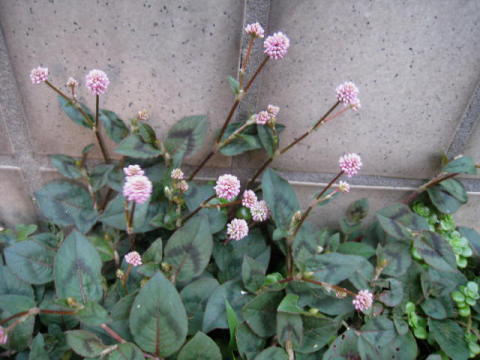 d0046702_16114491.jpg