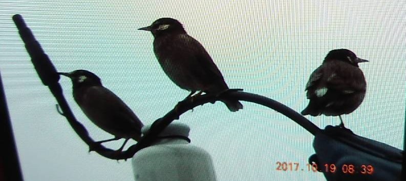 むく鳥のゆめ 百留ななみ 南の魚座 福岡短歌日乗
