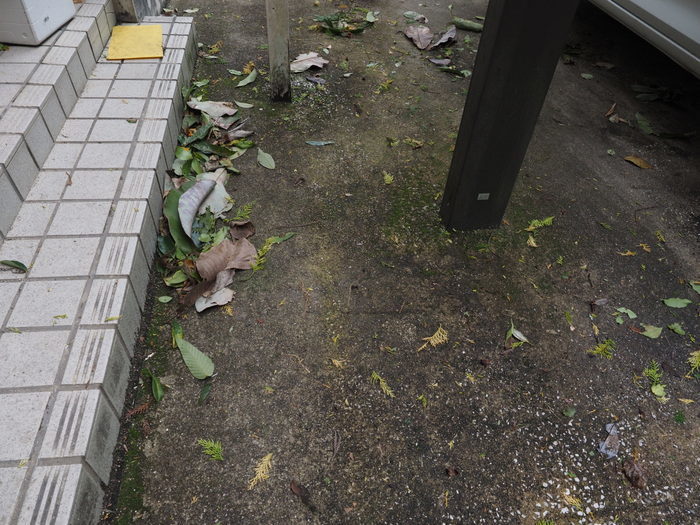 曇りのち晴れ(台風一過)_c0116915_23462916.jpg