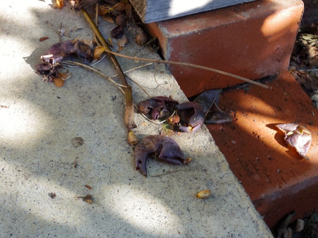 f0217617_14412018.jpg