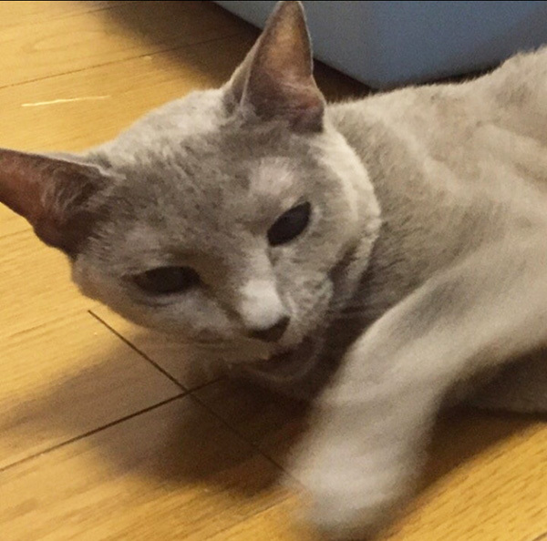 いろんな、猫さんたちと暮らして。_a0021523_01293880.jpg