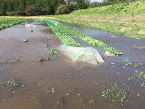 長雨の後に大雨と強風・・まったく!!_a0065728_22281772.jpg