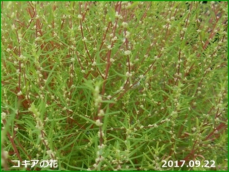 e0033229_18174613.jpg