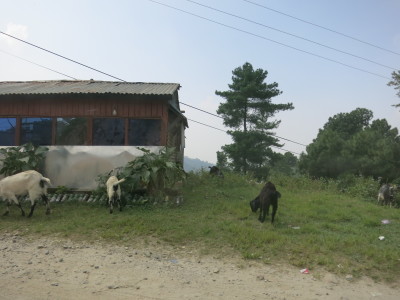 インド（デリー）とネパールの旅\'17_e0097130_17073530.jpg