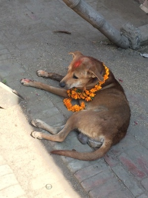 インド（デリー）とネパールの旅\'17_e0097130_17573373.jpg